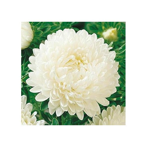 White Callistephus Aster Flower Seeds for Planting [neera-v5-a4e059593365e68386b6]