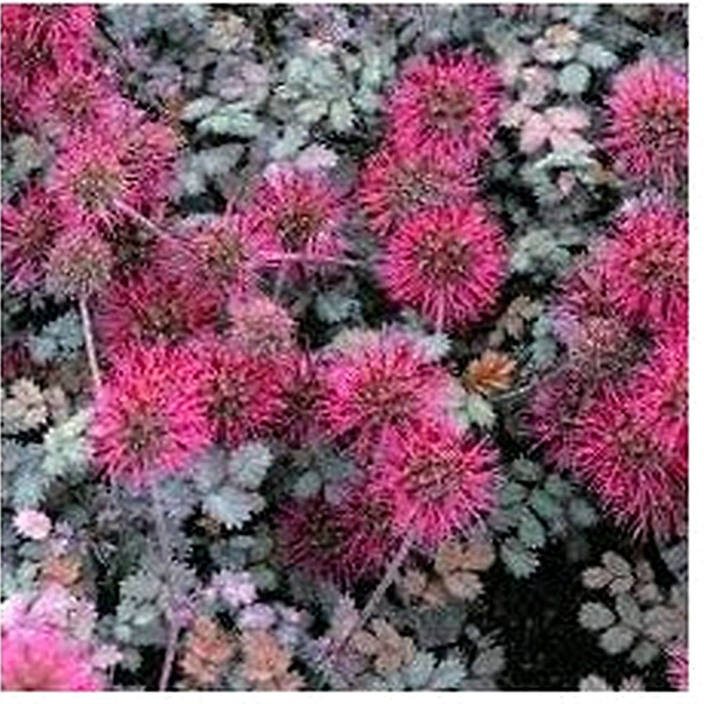 Heirloom Non-GMO Acaena Microphylla Flower Seeds for Planting [neera-v5-a4e6a0a883e0d2f768e1]