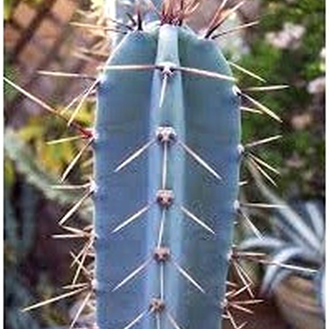 Blue Hankeanus Plant For Planting Flower Seeds for Home Garden Planting, Fragrant Organic Blooming [neera-v5-a4ed6a3266550cbbbc23]