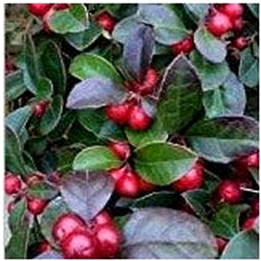 Heirloom Red Wintergreen Fruit Seeds for Planting [neera-v5-a4f15d7aefe18a5d2fe3]