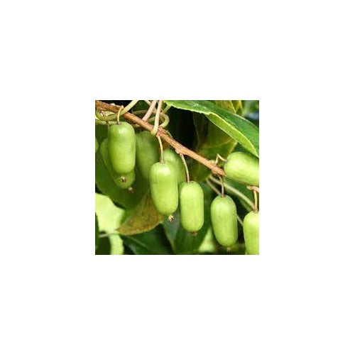 Green Actinidia Kolomikta Plant Seeds for Planting [neera-v5-a50575b7f36f81abc518]