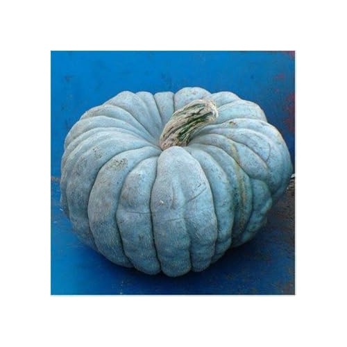Blue Pumpkin Seeds for Planting [neera-v5-a5127794827fd7daa22d]