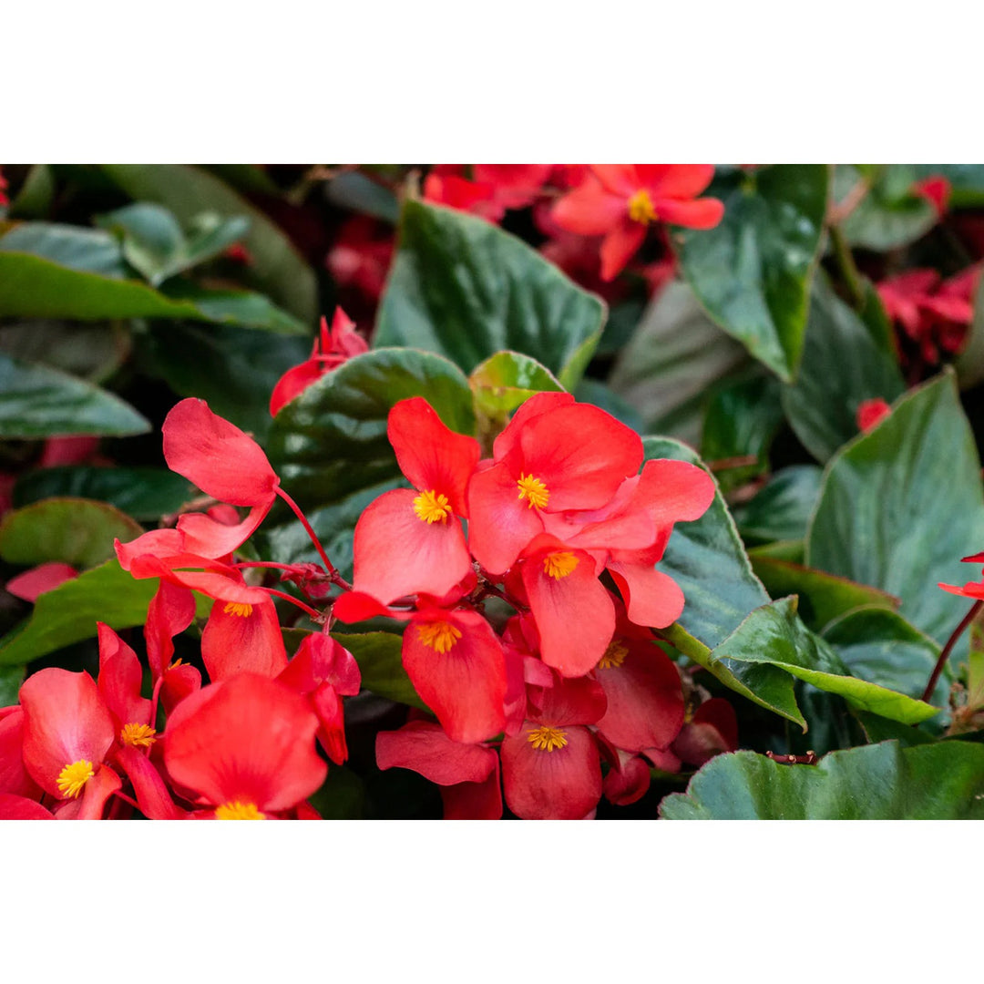 Red Heirloom Non Gmo Begonia Flower Planting Bright Shade Loving Blooming Flower Seeds Home [neera-v5-a51807c0542a64e734bf]