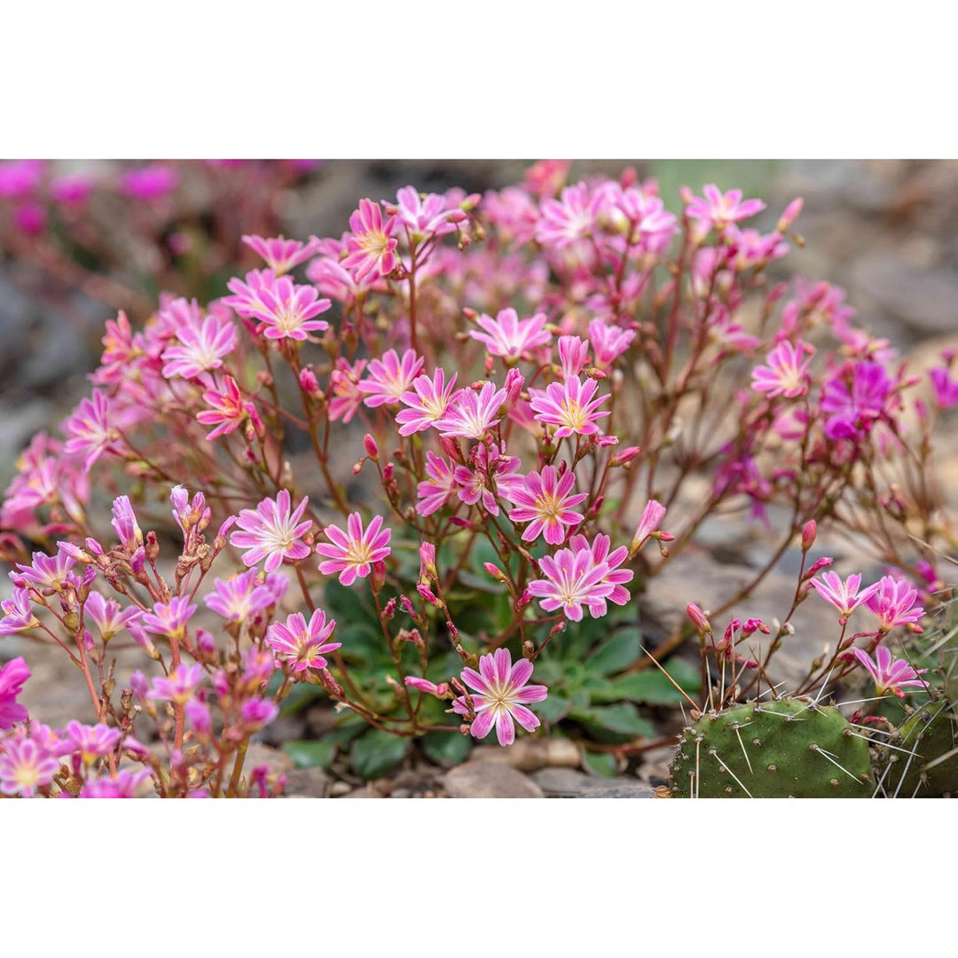 Heirloom Lewisia Flower Non Gmo Colorful Rock Garden Blooms Drought Tolerant Planting Flower [neera-v5-a52bc541a2259bb22d4b]