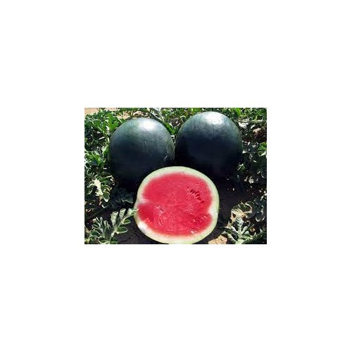 Black Diamond Watermelon Fruit Seeds for Planting [neera-v5-a5471d3d32acaffbec8d]