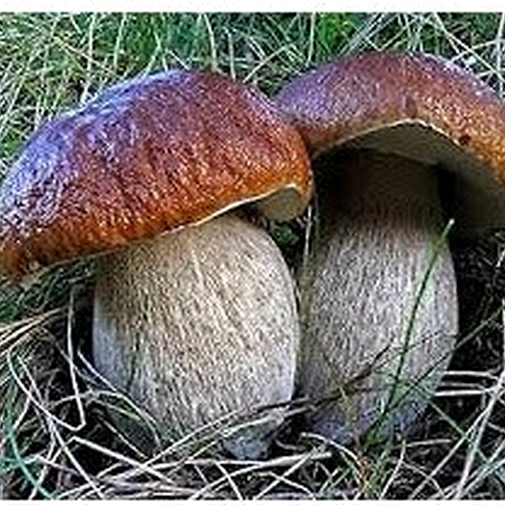 Brown Mushroom Vegetable Seeds for Planting [neera-v5-a5487f39ba556bb14425]