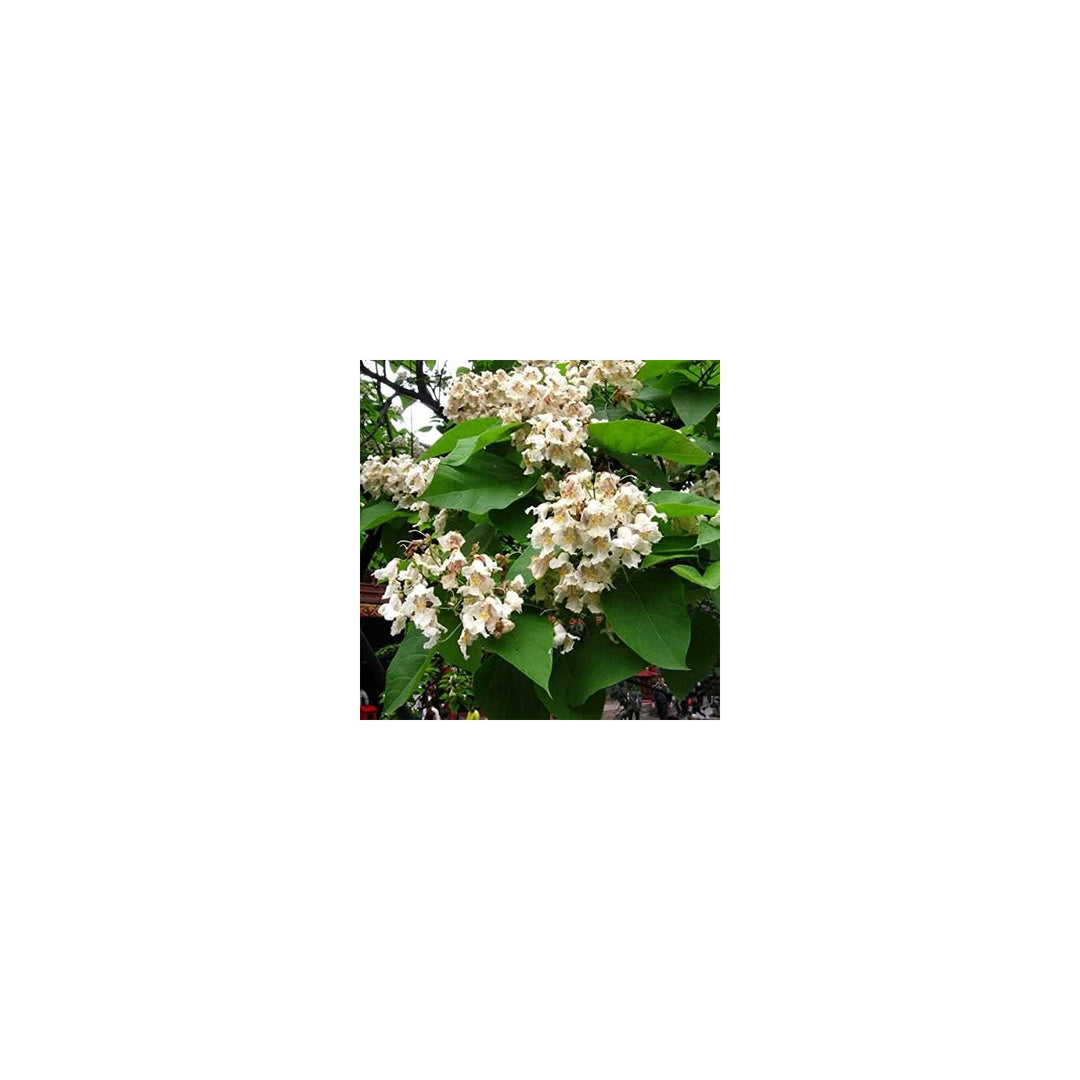 Heirloom Non Gmo Catalpa Flower Ornamental Shade Tree With Fragrant Blooms Flower Seeds for Home [neera-v5-a548fdf44eccbfa04196]