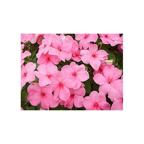 Pink Lizzie Flower Seeds for Planting [neera-v5-a54afc2c24b7c4e546e8]