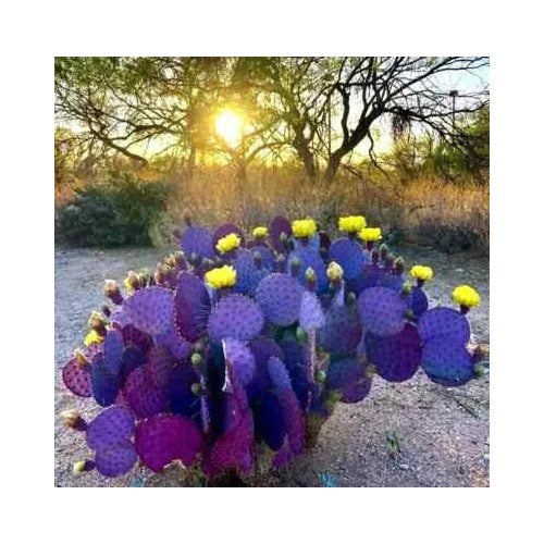 Purple Cactus Planting Opuntia Santa Rita Prickly Pear Fruit Rare Fast Hardy Heirloom Non Gmo [neera-v5-a54f8c080aa19e8a7c4f]