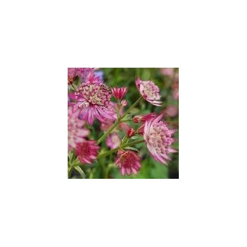 Masterwort Flower For Garden Non Gmo Flower Seeds for Home Garden Planting, Premium Organic [neera-v5-a5534b8d3becd87e5424]