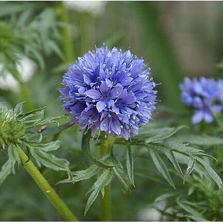 Heirloom Non-GMO Globe Gilia Flower Seeds for Planting [neera-v5-a584cd7b40f0cd17cea5]