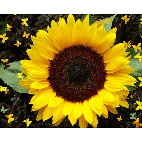 Dwarf Sunspot Sunflower Seeds [neera-v5-a58ce52d99a9c5b563ec]