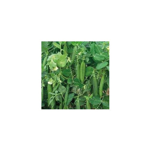 Peas Vegetable Seeds for Planting [neera-v5-a593e42414f4b22b788e]