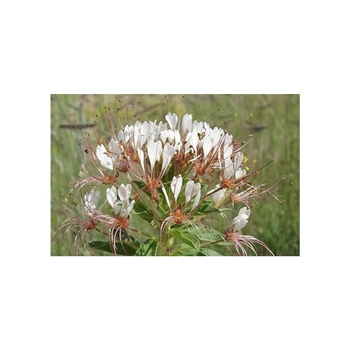 Heirloom Non-GMO Polanisia Dodecandra Flower Seeds for Planting [neera-v5-a593f6713c9c5d096c49]