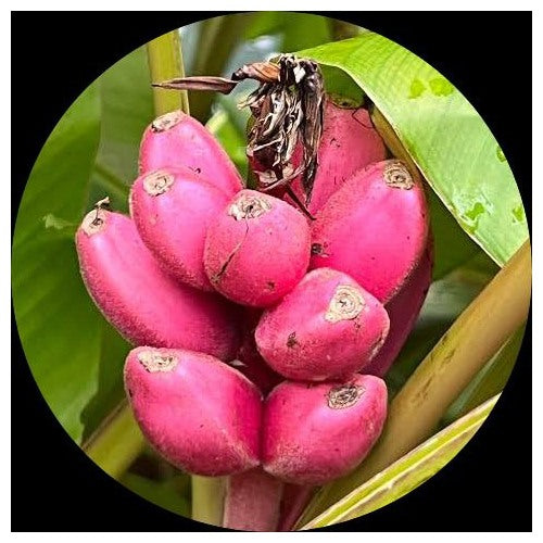 Dark Pink Banana Fruit Seeds for Planting [neera-v5-a5942b4b0852ae384a2e]