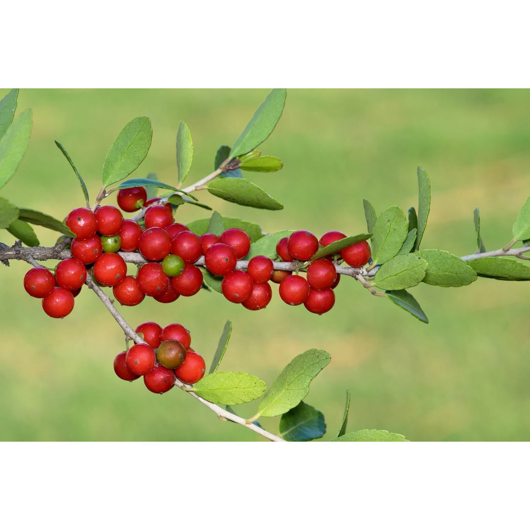 Heirloom Yaupon Flower Non Gmo Caffeine Rich Holly Blooms Native Garden Planting Flower Seeds [neera-v5-a59d16179aa72247d2cc]