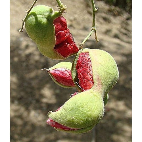 Red Guamuchil Fruit Seeds for Planting [neera-v5-a5a09b645e9f3b5bdf45]