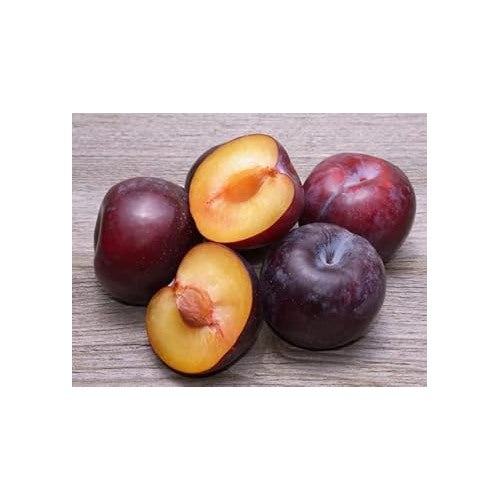 Burgundy Alubukhara (Plum) Fruit Seeds for Planting [neera-v5-a5abd6b062047f3a9fbf]