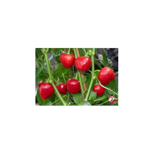 Nora Pepper Seeds for Planting [neera-v5-a5aebf5b05cc2be98c96]
