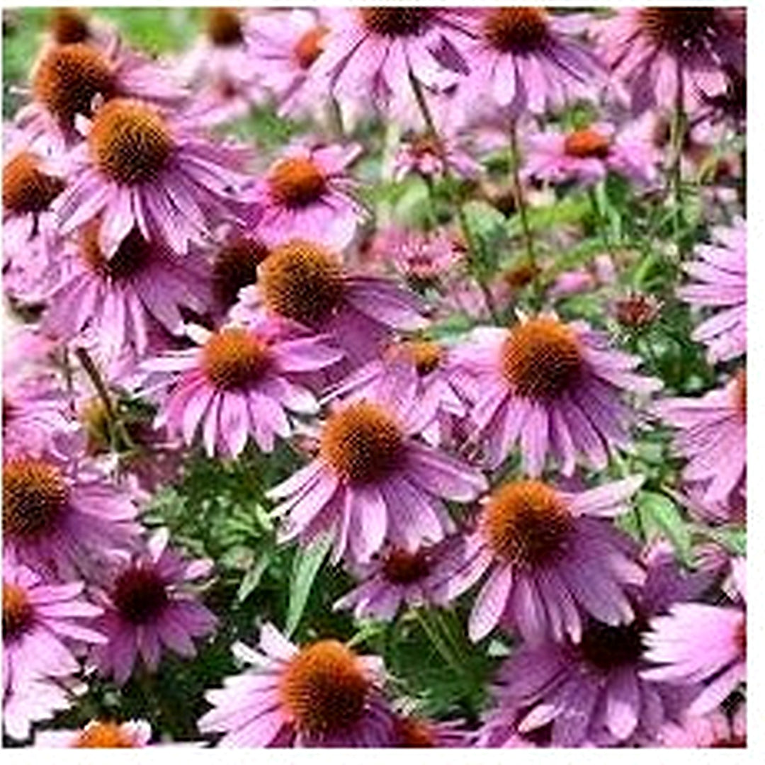 Purple Mini Violet Rare Flower Seeds for Planting [neera-v5-a5bcf20f391e7a59fbbc]