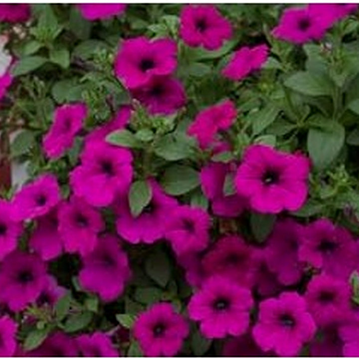 Deep Pink Petunia Flower Seeds [neera-v5-a5cb773c4f008649448f]