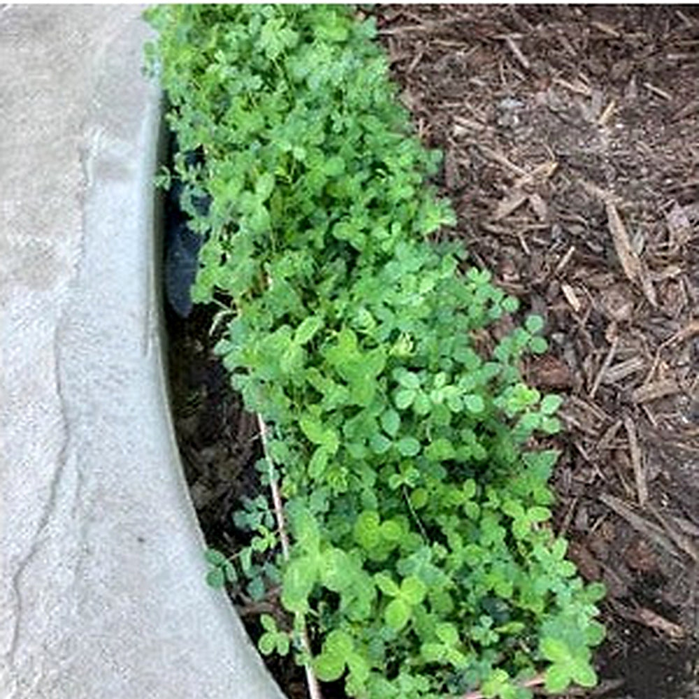 Broadleaf Tortoise Forage Blend Seeds for Planting [neera-v5-a5d5fab8991e6a3e255b]
