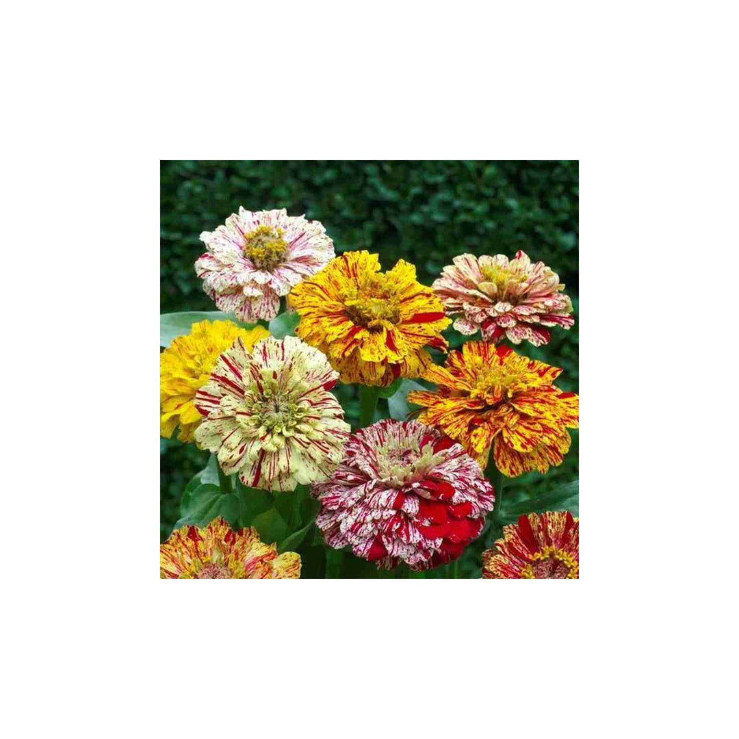 Zinnia Zinnia Elegans Cy Stripe Flower For Planting In Home Garden Or Seasonal Flower Beds [neera-v5-a5e3d1507cd0685e31d5]