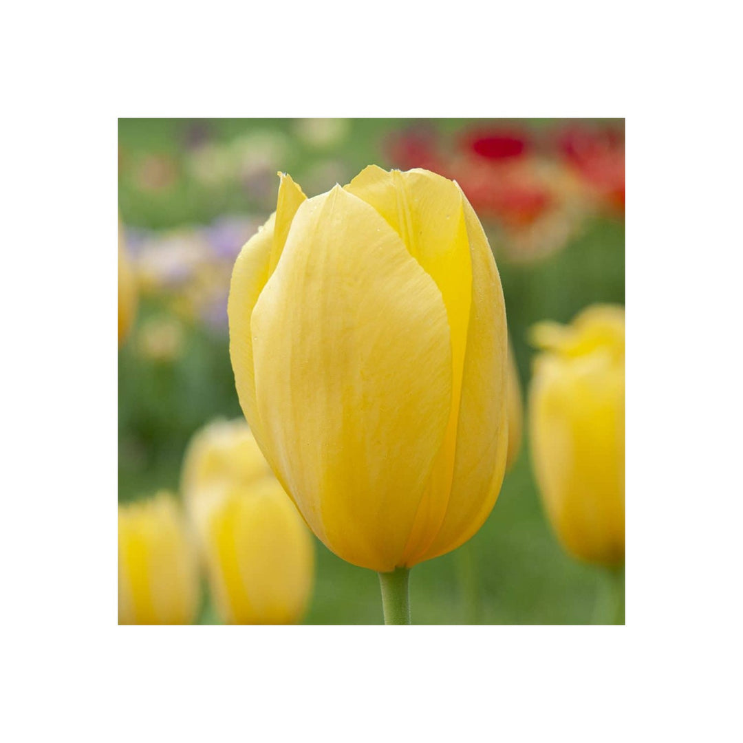 Yellow Organic Heirloom Non Gmo Light Tulip For Planting Spring Blooms Flower Seeds for Home Garden [neera-v5-a5e5058c6ebbafd15ba0]
