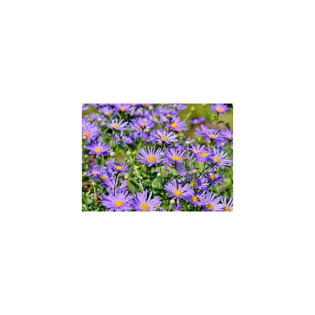 Elliotts Aster Flower Heirloom Non Gmo Flower For Planting Flower Seeds for Home Garden Planting, [neera-v5-a5e577932c003b232bcc]