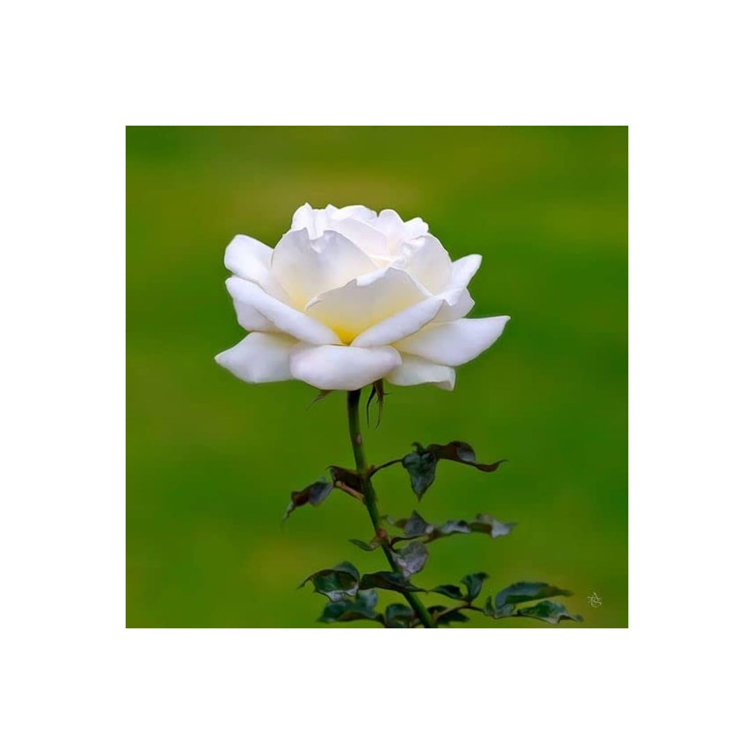 White Rose Rare Perennial Flower For Home Garden Flower Seeds for Home Garden Planting, Lush [neera-v5-a5eda8713bcb5fffdf14]