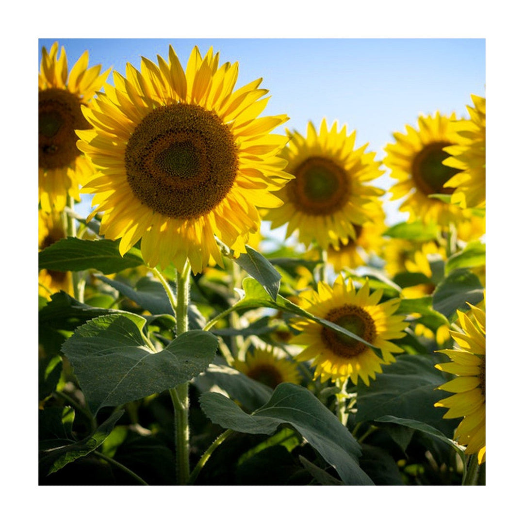 Heirloom Burst Sunflower Non Gmo Vegetable For Planting Flower Seeds for Home Garden Planting, [neera-v5-a600bfd9090ac6261370]
