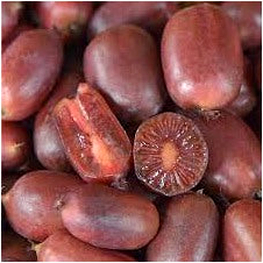 Scarlet Kiwi Fruit Seeds for Planting [neera-v5-a600c8ea5dd7520dd11c]