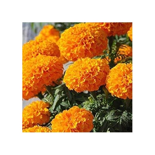 Organic Orange Marigold Flower Seeds for Planting [neera-v5-a605bc05fd7b28df52c8]