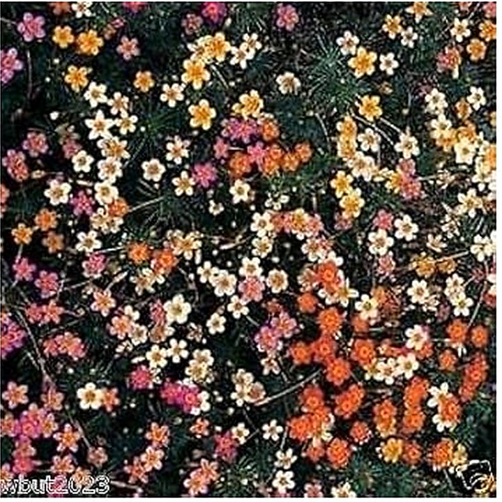 Mix Leptosiphon Flower Seeds for Planting [neera-v5-a61335d08db80ee590f2]