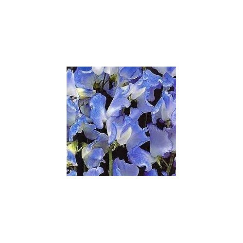 Heirloom Sweet Pea Flower Seeds [neera-v5-a61c37b65cd4dbd71077]