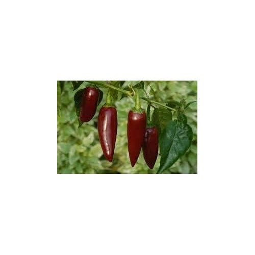 Dark Brown Chili Brazilian Pepper Seeds [neera-v5-a6224e96751b4710aa4d]