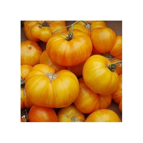 Yellow &amp; Orange Giant Tomato Seeds [neera-v5-a6281208ece3a2cfeb98]