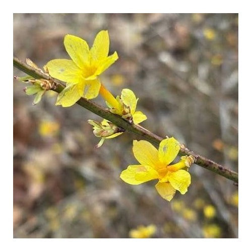 Winter Jasmine Flower Seeds for Planting [neera-v5-a629e05eae6d6c708f5e]