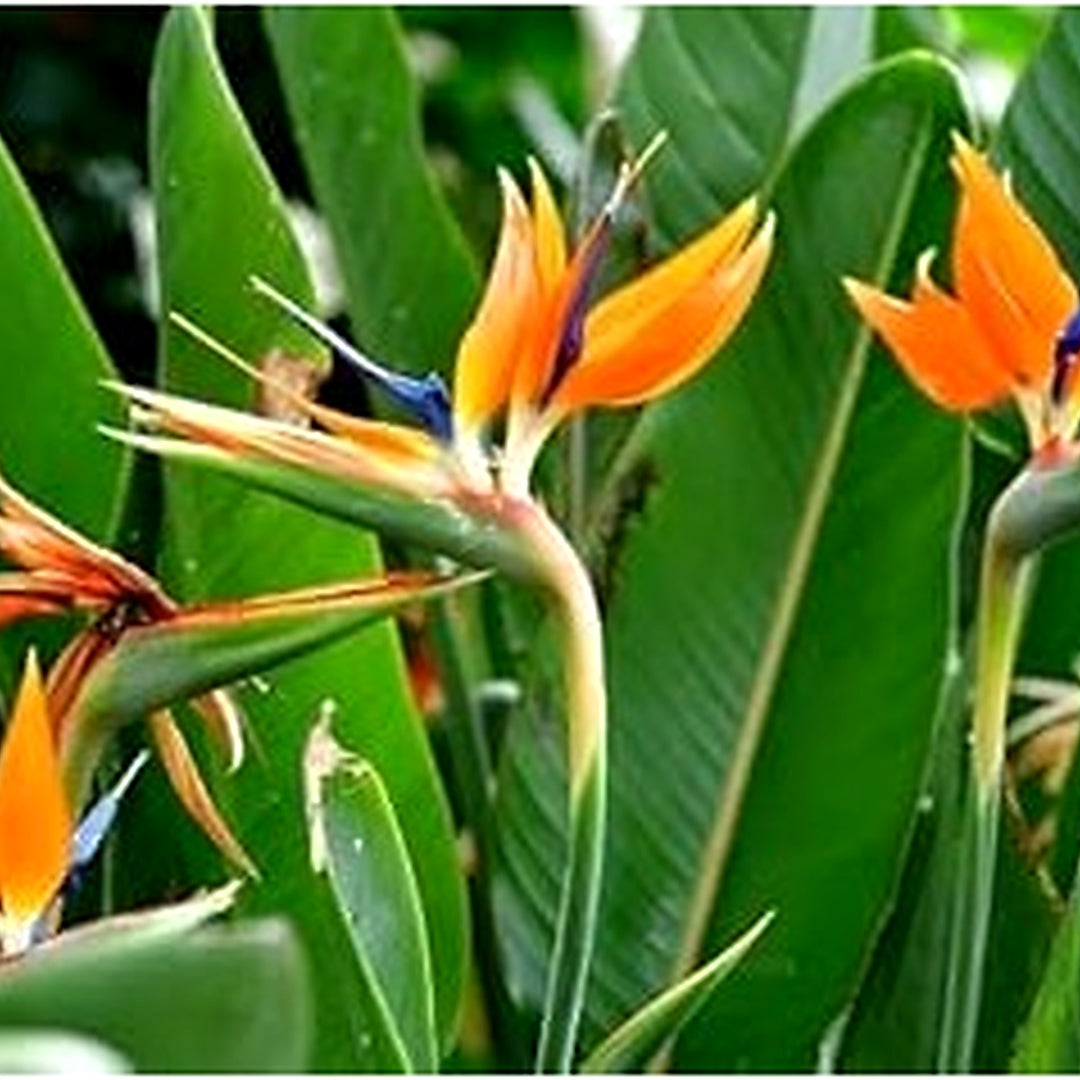 Orange Violet Strelitzia Flower Seeds for Planting [neera-v5-a62ec273893f9904c021]
