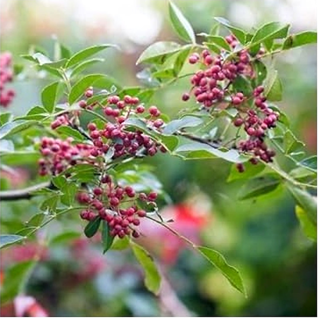 Red Zanthoxylum Fruit Seeds [neera-v5-a63139aee98cde27908b]