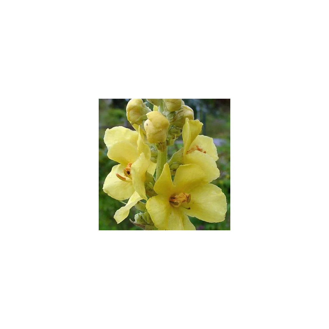 Yellow Densiflorum For Planting Flower Seeds for Home Garden Planting, Exotic Organic Blooming [neera-v5-a634272d103c54ef339a]