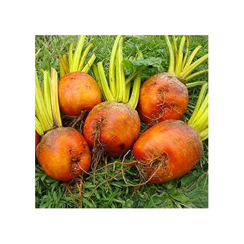 Radish Seeds for Planting Dark Orange | Heirloom Non-GMO Organic Garden Seeds | High Germination Radish Seeds [neera-v5-a6415613065614d0e63e]