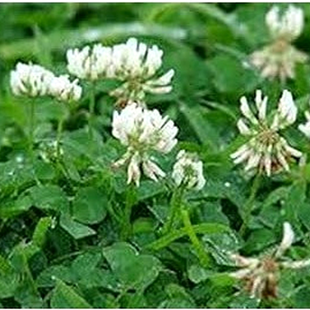 Organic White Trifolium Repens Plant Seeds for Planting [neera-v5-a64835a7783ff6768bda]