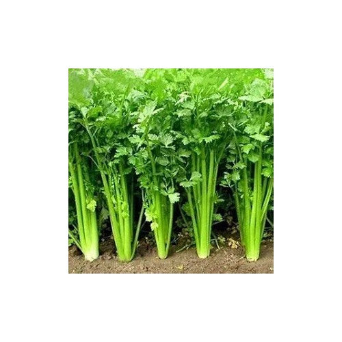 Coriander Seeds for Planting [neera-v5-a64b7e207032e520d1da]
