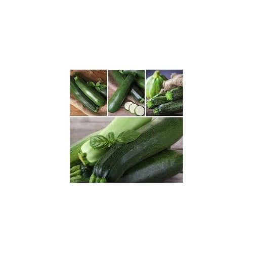 Zucchini Black Beauty Seeds [neera-v5-a65118b19f49bf9a76ba]