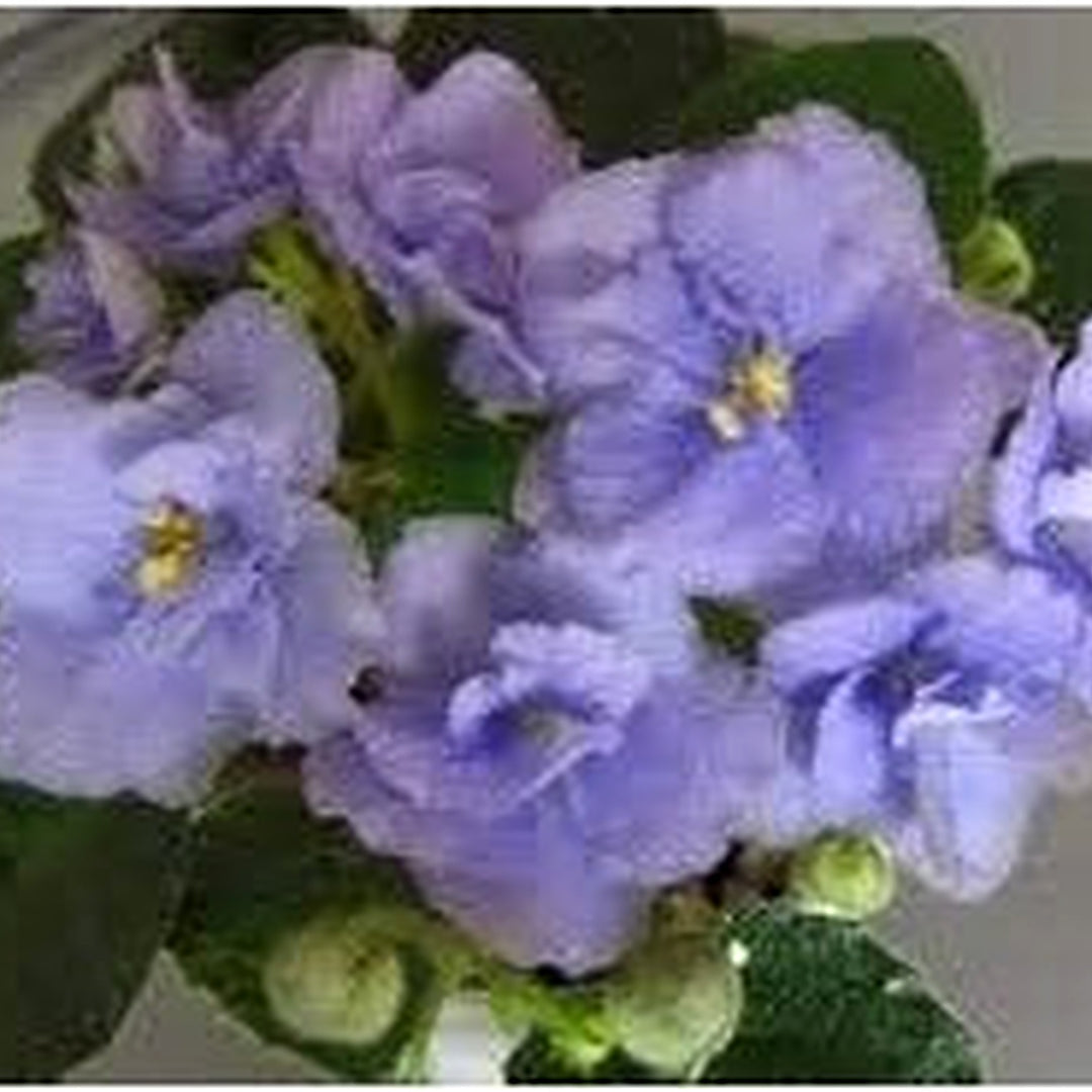 Organic Heirloom Light Blue Saintpaulia Flower Seeds [neera-v5-a652b7bdcb30f731aff4]
