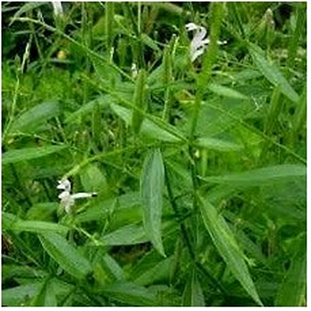 Heirloom Andrographis Plant Seeds for Garden Planting, Non-GMO, Medicinal Herb for Wellness Gardens [neera-v5-a66ba66f66de96e01251]