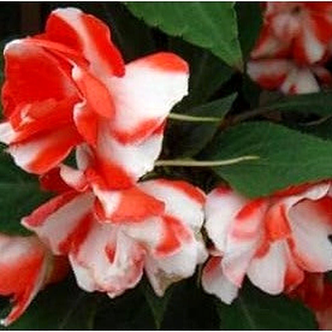 Heirloom Non-GMO Orange White Balsam Flower Seeds for Planting | High Germination Organic Garden Seeds [neera-v5-a670ce0647eee473892d]