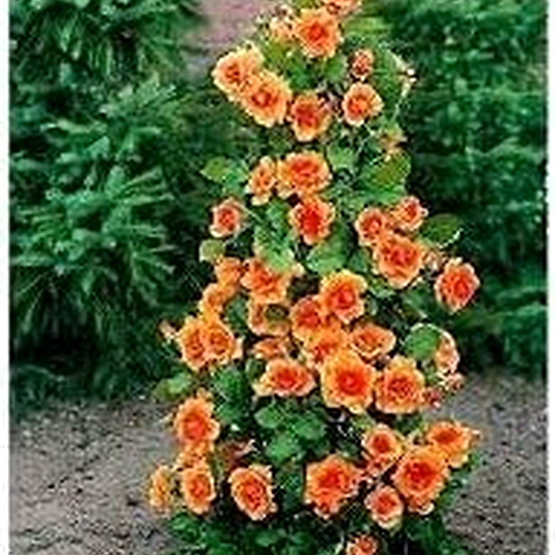Orange Climbing Geranium Flower Seeds for Planting [neera-v5-a6717d11d59ce0626bd9]