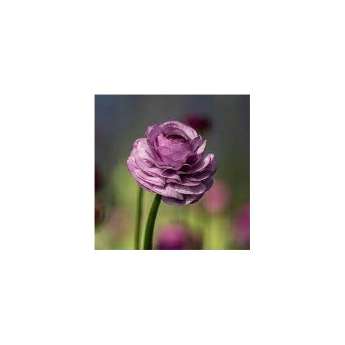 Lavender Ranunculus Friandine Flower For Planting Heirloom And Non Gmo Garden Flower Seeds for Home [neera-v5-a6752ddb95230212ce3d]